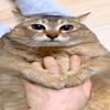 pop_cat.1232