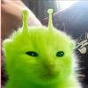 alien.for.life17