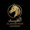 alghaid.stud