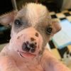 hairlessfamily