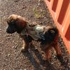 finnthecockapoo14