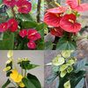 vijay.nasen