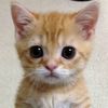 meow....0000