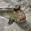 Ezzie Aquatics