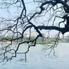 maybongbenh2709