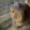 esrahani_