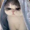 halloaisyaalzahra