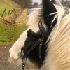 lola_the_polar_bear35