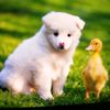 cute.little.anima
