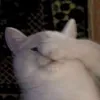 moharida_
