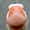 duck43662