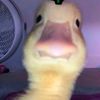 rockythecocktiel