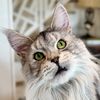 Winnie: Maine Coon Kitty