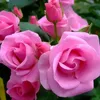 elham_barwari2