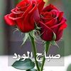 user33moo