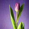 tulip01123