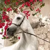 ebrahim78999