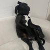 dogo_canario_mich