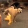 kingcharlesdog
