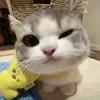 mdyn_26