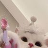 primrosekitty