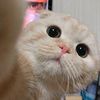 essy6278
