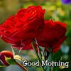 md.nayeem09a