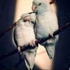 zeenu466