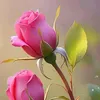 abu_samer6