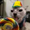 gato.chupador.de.pirulit