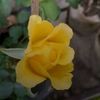 farhana.vume