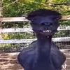 monkeyhellok1tty