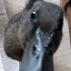 melissa.duck3
