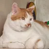 __catmom777