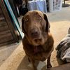 lifeofmydeaddog