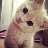 iskwedbols