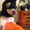 sockdog56