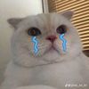 cuong.thai28