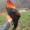 minh.tin727
