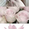 socute002255