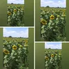 gartenfee2022