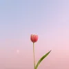 judy_2490