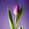 miztulip08