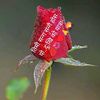 rc.chamling