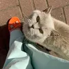 melashыk