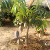 moner.hadai