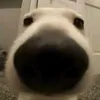 derfi999