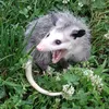 catstlvngbw