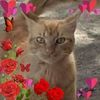 samah.mohamed97
