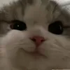 hfjskfhkd